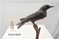 Blue Rock Thrush Collection Image, Figure 6, Total 16 Figures